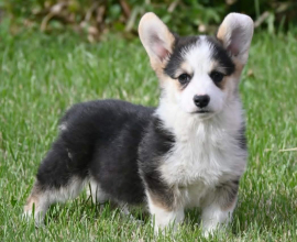 Velski korgi/Welsh Corgi Pembroke POVOLJNO