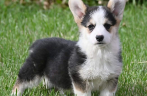 Velski korgi/Welsh Corgi Pembroke POVOLJNO