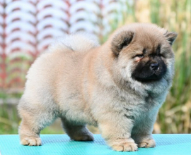 Chow Chow Cau Cau Čau Čau
