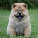 Chow Chow Cau Cau Čau Čau