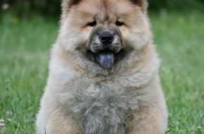 Chow Chow Cau Cau Čau Čau