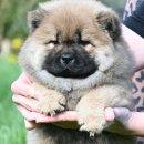 Chow Chow Cau Cau Čau Čau