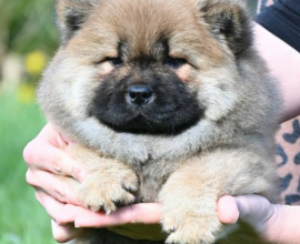 Chow Chow Cau Cau Čau Čau