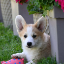 Velski korgi/Welsh Corgi Pembroke
