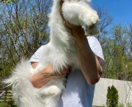Maine Coon mačići