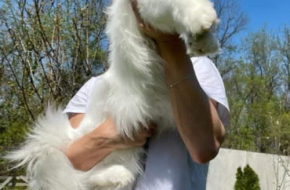 Maine Coon mačići