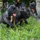 Francuski buldog