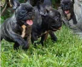 Francuski buldog