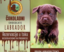 Braon Labrador štenci