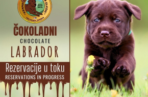 Braon Labrador štenci
