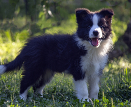 Border Collie-Border koli štenad