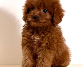 Cavapoo-Kavapu (cavalier king charles spaniel + pudla)