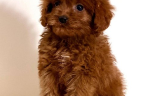 Cavapoo-Kavapu (cavalier king charles spaniel + pudla)