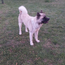Američka akita, parenje