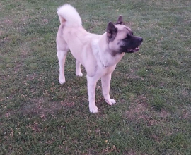 Američka akita, parenje