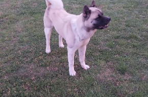 Američka akita, parenje