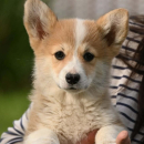 Velski korgi/Welsh Corgi Pembroke POVOLJNO