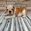 Engleski bulldog