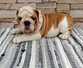 Engleski bulldog