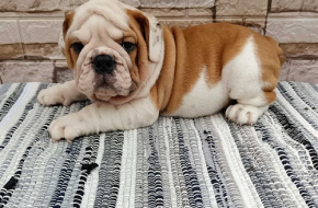 Engleski bulldog