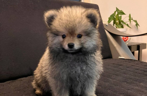 Štenci pomeranskog špica