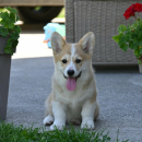Velski korgi/Welsh Corgi Pembroke POVOLJNO