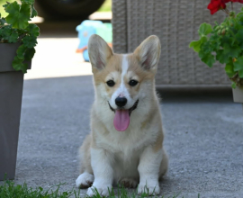 Velski korgi/Welsh Corgi Pembroke POVOLJNO