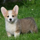 Velski korgi/Welsh Corgi Pembroke