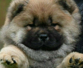 Chow Chow Cau Cau Čau Čau