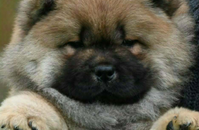 Chow Chow Cau Cau Čau Čau