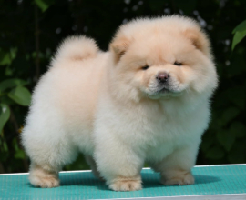 Chow Chow Cau Cau Čau Čau