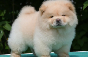 Chow Chow Cau Cau Čau Čau