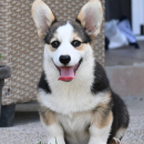 Velški korgi/Welsh Corgi Pembroke