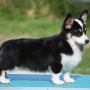Velski korgi/Welsh Corgi Pembroke POVOLJNO