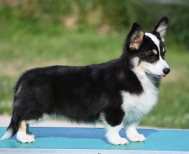 Velski korgi/Welsh Corgi Pembroke POVOLJNO