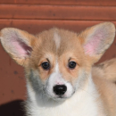 Velski korgi/Welsh Corgi Pembroke