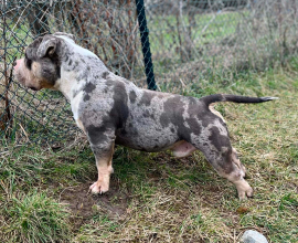 American bully pocket mužjak i ženka na prodaju