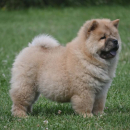 Chow Chow Cau Cau Čau Čau