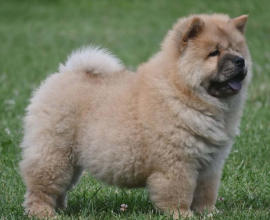 Chow Chow Cau Cau Čau Čau