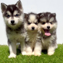 Pomsky-pomski (pomeranac + haski)