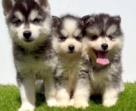 Pomsky-pomski (pomeranac + haski)