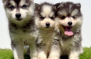 Pomsky-pomski (pomeranac + haski)