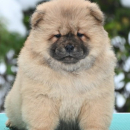 Chow Chow Cau Cau Čau Čau