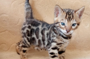 Bengalski Macici