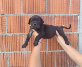 Cane Corso štenci šampionskog porekla!