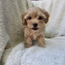 Maltipoo stenci spremni su za preuzimanje
