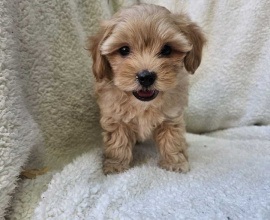 Maltipoo stenci spremni su za preuzimanje