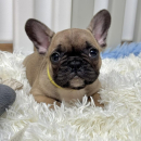Francuski Buldog štenci