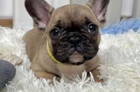 Francuski Buldog štenci