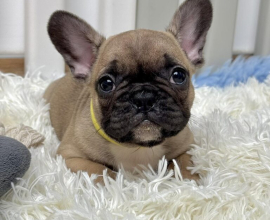Francuski Buldog prelepi štenci